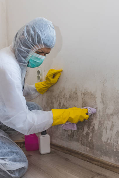 Best Forensic Mold Investigation  in Cross Mountain, TX